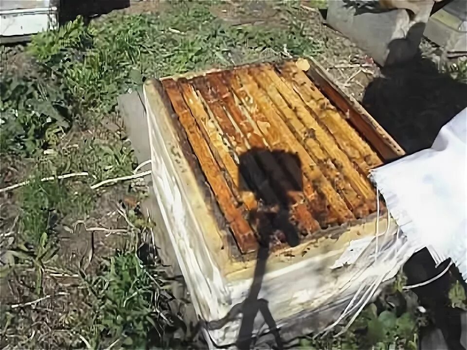 Когда подставлять вощину пчелам. Когда подставлять вощину пчелам