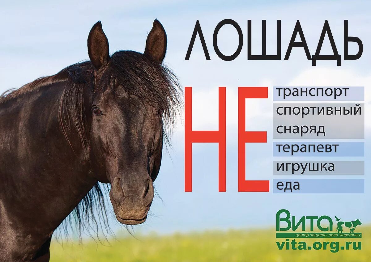 Гороскоп на апрель лошадь. Всемирный день лошади. Защита для лошади. День лошади 31 августа. День лошади в России.