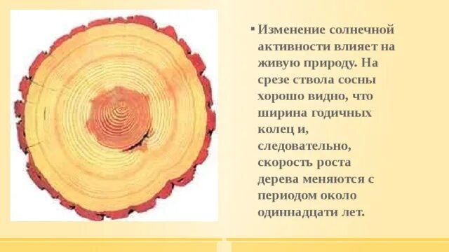 От каких условий зависит ширина годичных колец. Годичные кольца дерева и солнечная активность. ширина годичных колец сосны. солнечная активность на кольцах дерева. на срезе ствола сосны видно что ширина годичных.