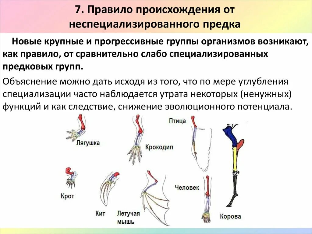 Правило происхождения от неспециализированных предков примеры. Происхождение от неспециализированных предков. Происхождение от неспециализированных предков примеры. Происхождение группы организмов. К общим правилам эволюции групп