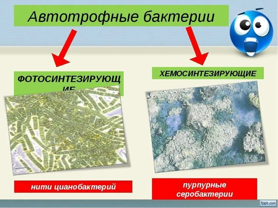 Хемосинтезирующие бактерии в экосистеме продуценты. Хемосинтезирующие бактерии автотрофы. автотрофные бактерии фотосинтезирующие. автотрофные микроорганизмы. микроорганизмы автотрофы.