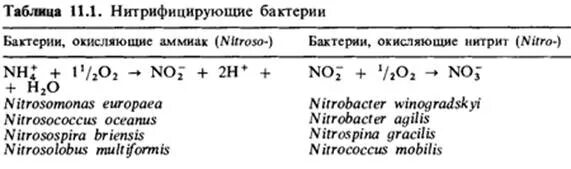 Процесс нитрификации. Нитрифицирующие бактерии реакции. Нитрифицирующие бактерии формула. До чего нитрифицирующие бактерии окисляют аммиак. Реакция нитрификации азота.