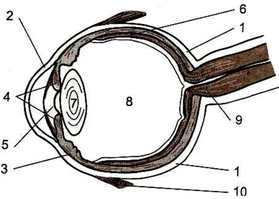 Практическая работа изучение строения органа зрения. Строение зрительного анализатора глазное яблоко. Рассмотрите схематический рисунок строения глаза. Строение глаза человека без подписей. Изучить строение глаза.