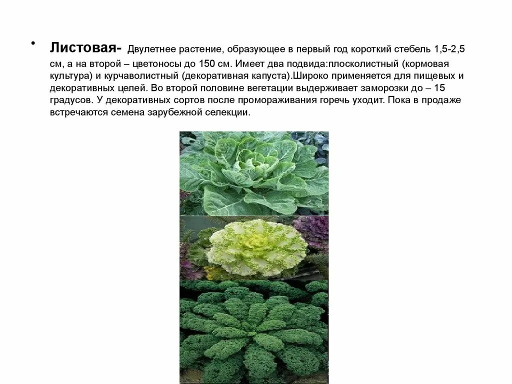 Двулетние травянистые растения. Однолетние растения двулетние растения многолетние растения. Схема однолетних, двулетних и многолетних растений. Двулетние декоративные растения. Двулетние растения примеры.