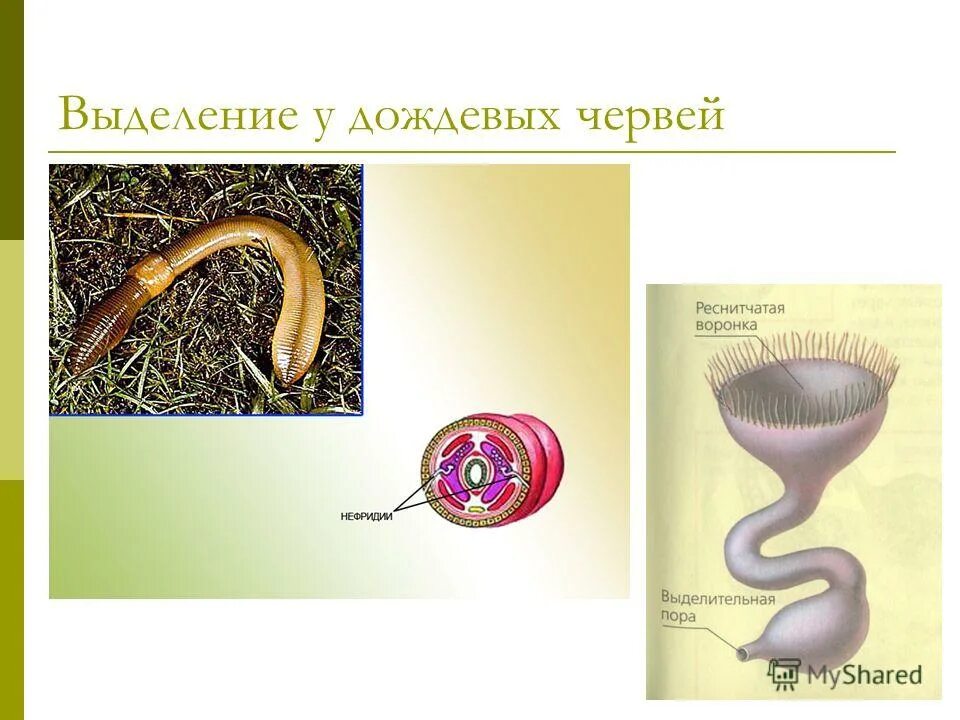 Органы выделительной системы червя. Выделительная система дождевого червя. Органы выделительной системы дождевого червя. Процесс выделения у дождевого червя. Органы и системы выделения дождевого червя.