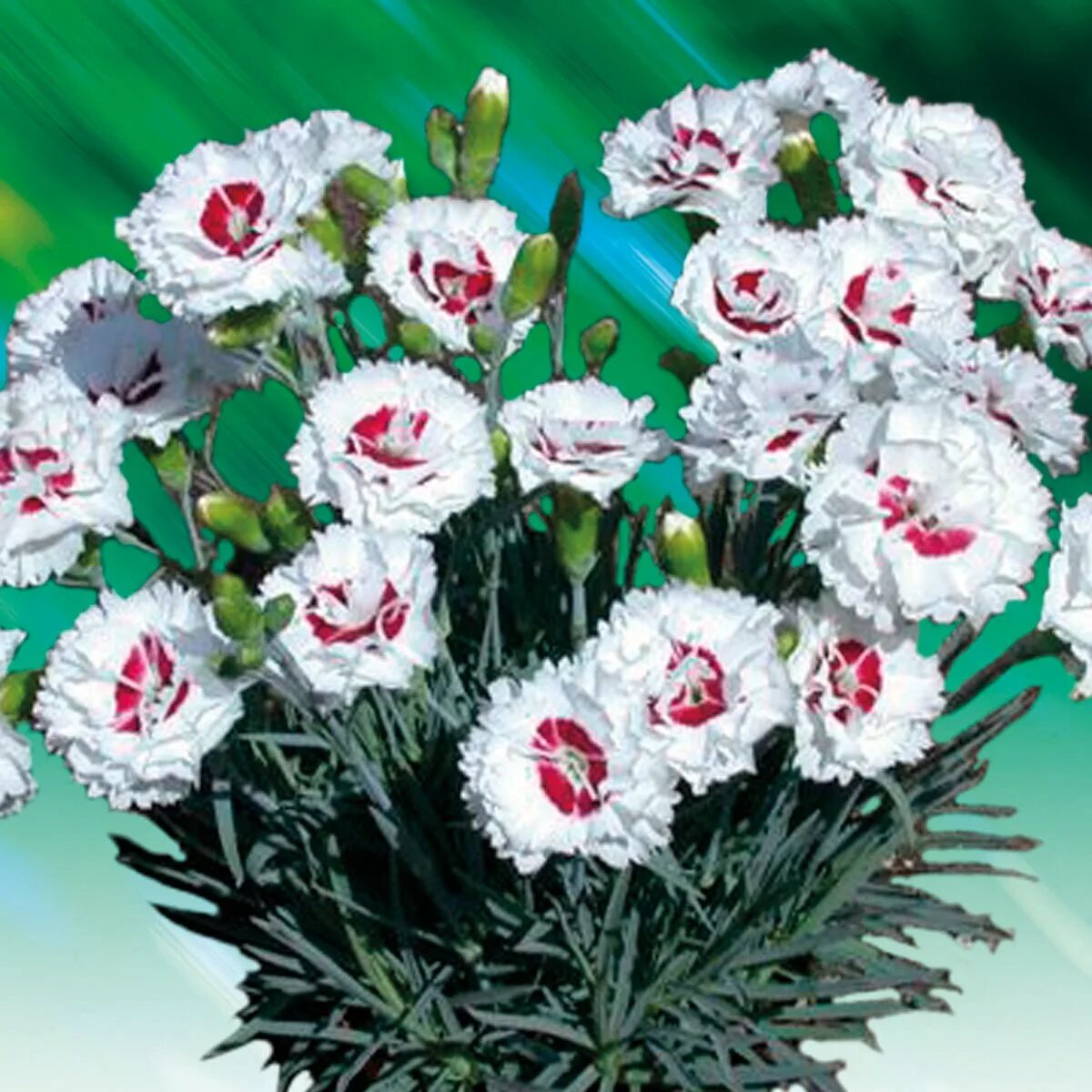 Гвоздика (Dianthus) шоугёрл. Гвоздика перистая варьете. Гвоздика перистая Садовая. Гвоздика гибридная