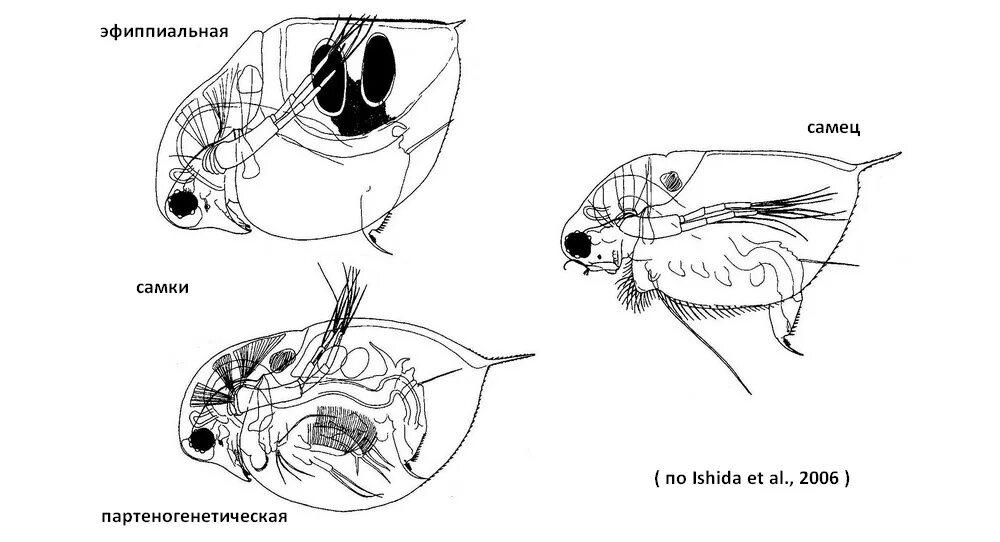 Дафния Магна самец. Дафнии размножение партеногенезом. Строение самки дафнии. Дафния Магна строение.