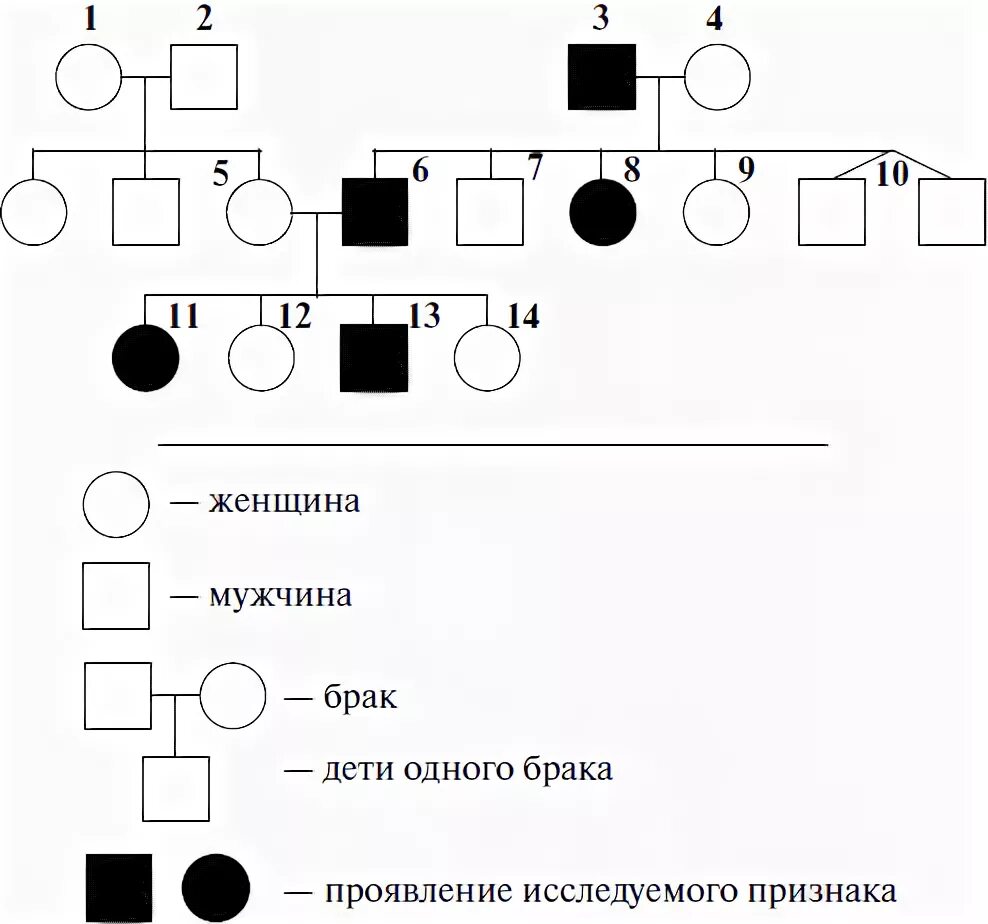 Составить родословную по цвету глаз. Составить родословную по цвету глаз