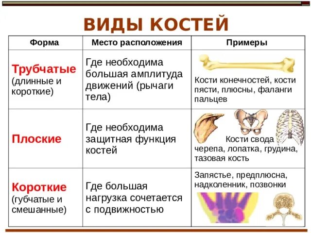 Подвижное соединение костей фото Shkola-2.ru