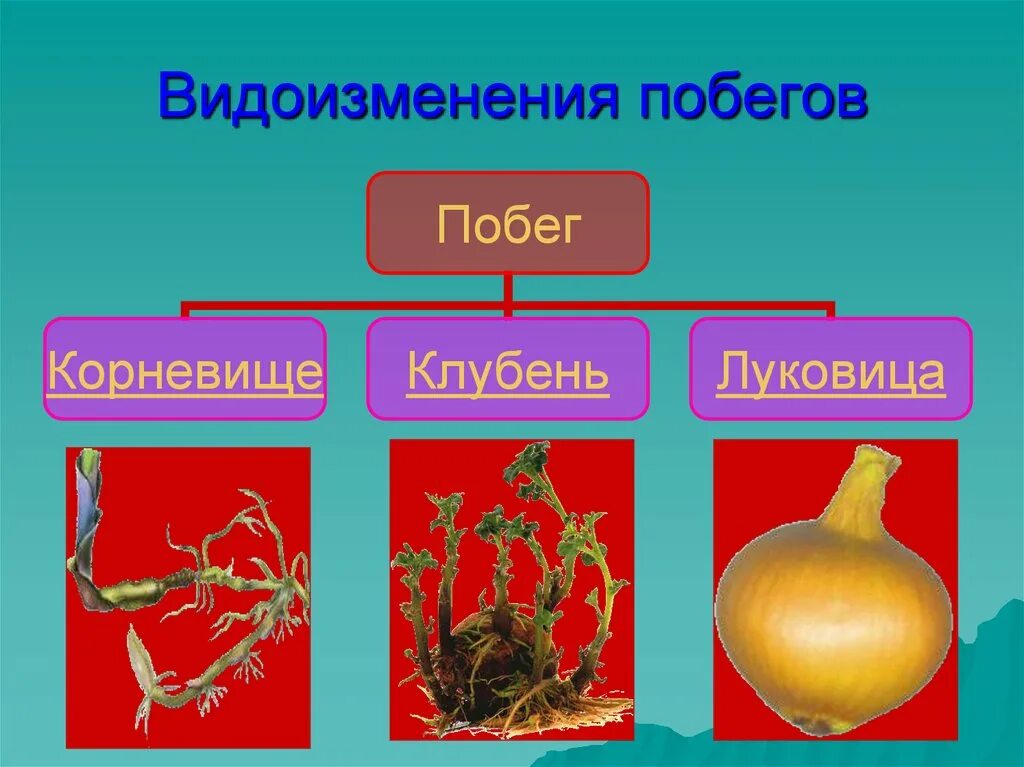 Видоизменения побегов. Осот видоизменение побега. Видоизменение побегов корневище. Видоизменение побегов корневище клубень луковица таблица.