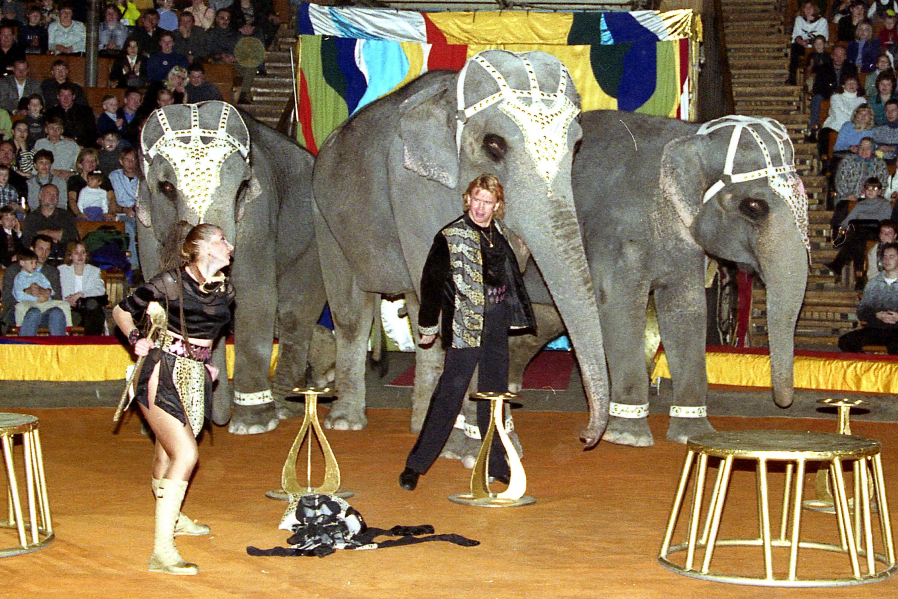 алексей дементьев корнилов. династия корниловых слоны. андрей дементьев корнилов слоны. андрей корнилов цирк. слоны корниловых.