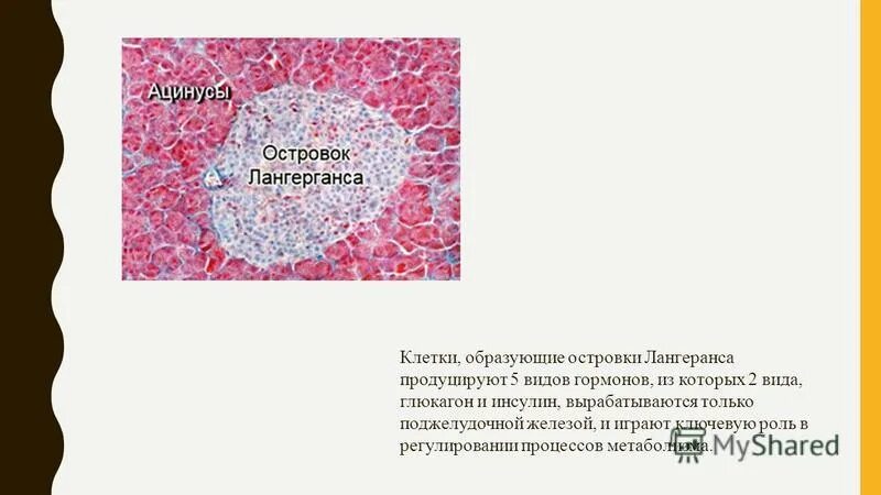 Инсулин синтезируется клетками островков лангерганса. Альфа клетки островков Лангерганса. Островки Лангерганса гистология препарат. Альфа клетки островков Лангерганса вырабатывают. Островки Лангерганса функции.