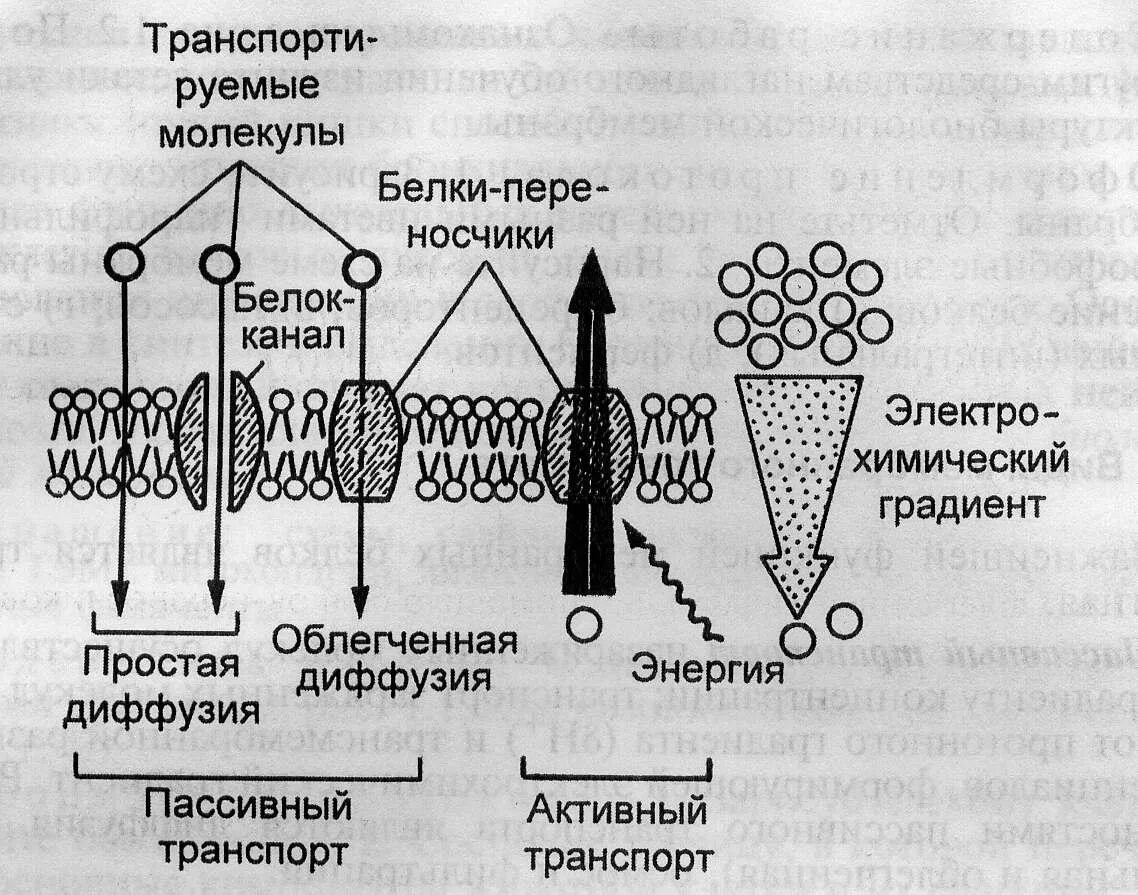 Диффузия какой транспорт. Активный и пассивный транспорт ионов через клеточную мембрану. активный транспорт веществ через мембрану схема. мембранный транспорт пассивный активный облегченный. схема механизмов транспортировки веществ через мембрану.