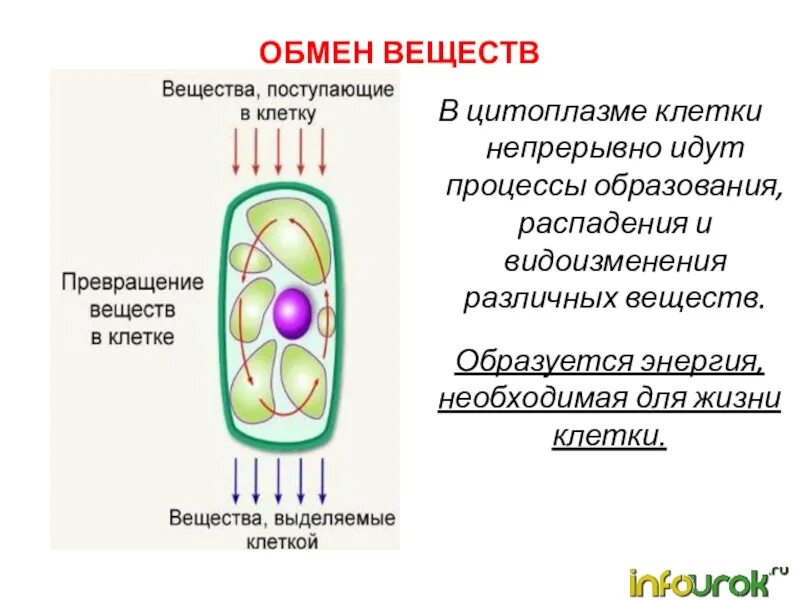 Осуществляют питание клетки. Жизнедеятельность растительной клетки. Питание клетки 5 класс биология. Процессы жизнедеятельности клетки 6 класс биология.