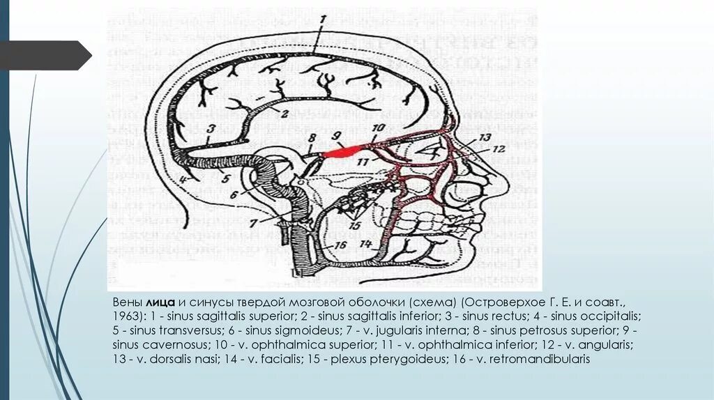 Синус оболочки мозга. Синусы мозговой оболочки схема. Синусы твердой мозговой оболочки схема. Вены головного мозга синусы твердой мозговой оболочки. Анастомозы синусов твердой мозговой оболочки.