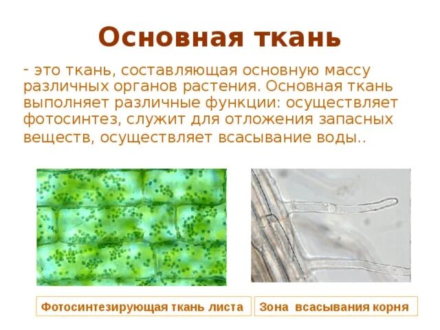 Фотосинтезирующая ткань чаще всего располагается в листа. Основная фотосинтезирующая ткань листа. основная фотосинтезирующая ткань растений. ткань проведения продуктов фотосинтеза. основная ткань листа.