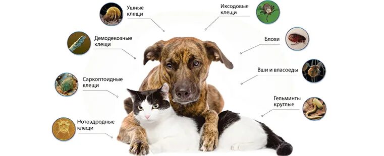 Чем опасны клещи для животных. Иксодовые клещи пироплазмоз. от клещей для собак. обработка от клещей собак.