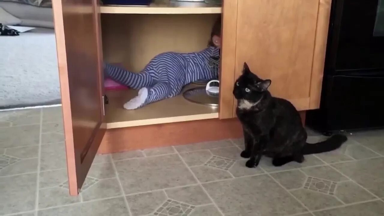 Кот в шкафу. Кошка на шкафу. Кот роется в шкафу. Кот в шкафу приколы. Песня кошки кошки на шкафах