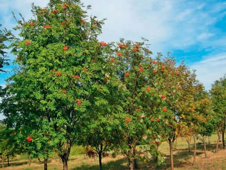 Рябина обыкновенная Sorbus aucuparia. Рябина обыкновенная (кустовая) Sorbus aucuparia. Рябина обыкновенная Эдулис edulis. Рябина обыкновенная "Вефед".