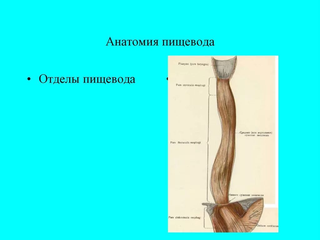 Пищевод собаки