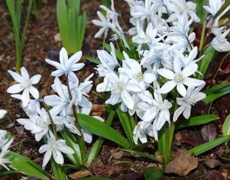 Пролеска как называется. Луковичные первоцветы пролеска. пролеска сцилла. первоцвет сцилла сибирская. сцилла двулистная.