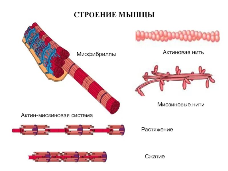 Миофибриллы состоят из. Строение мышечной ткани миофибриллы. Строение нити миофибриллы. Строение миофибрилл поперечно полосатой мышечной ткани. Строение миофибриллы рисунок.