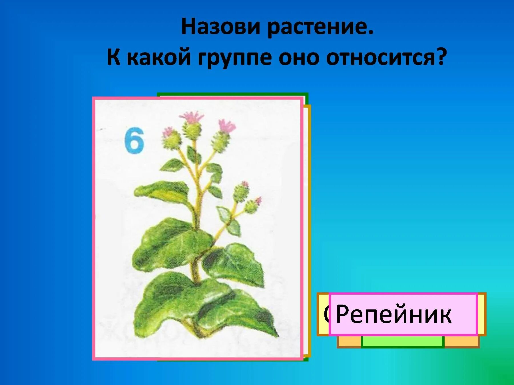 К какому классу растений относится клен. К какому классу растений относится клен