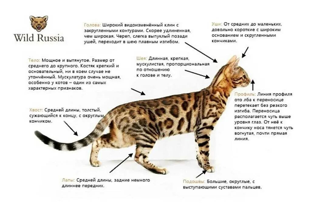 Стандарт породы бенгальской кошки. Стандарт окраса бенгальских кошек. Бенгальская кошка стандарты породы. Стандарты бенгальской породы. Стандарты окраса бенгала.