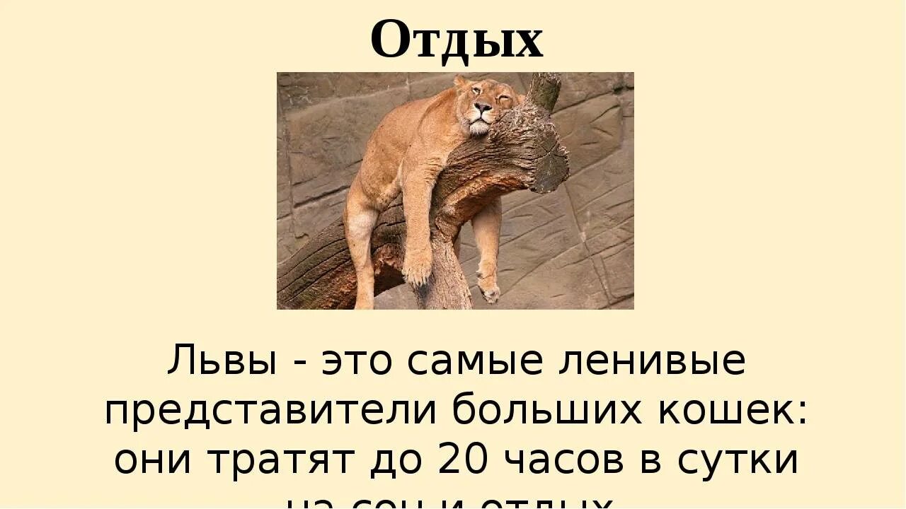 Лев интересные факты. Интересные факты о львах. факты про львов. лев интересные факты для детей. интересные факты о львах животных.