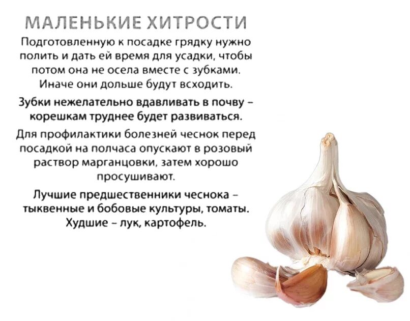 Как правильно принимать чеснок. Схема удобрения озимого чеснока. Схема подкормка озимого чеснока весной. Чеснок растет.