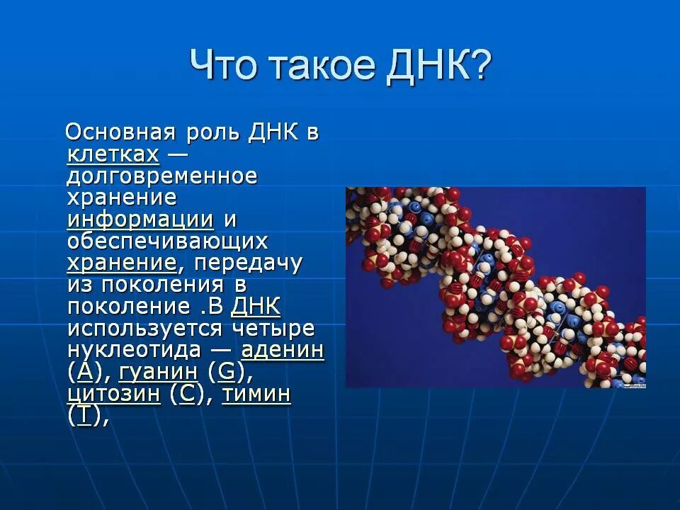 Роль ДНК. Биологическая роль ДНК. ДНК сообщение. Темы для проекта по биологии 11