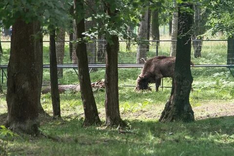 Приокско террасный заповедник растения кроссворд
