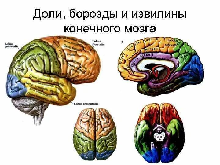 Содержит борозды и извилины какой мозг. Доли и борозды конечного мозга. Конечный мозг доли и извилины. Основные доли борозды и извилины конечного мозга. Борозды и извилины конечного мозга схема.