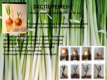 Зеленый лук таблица