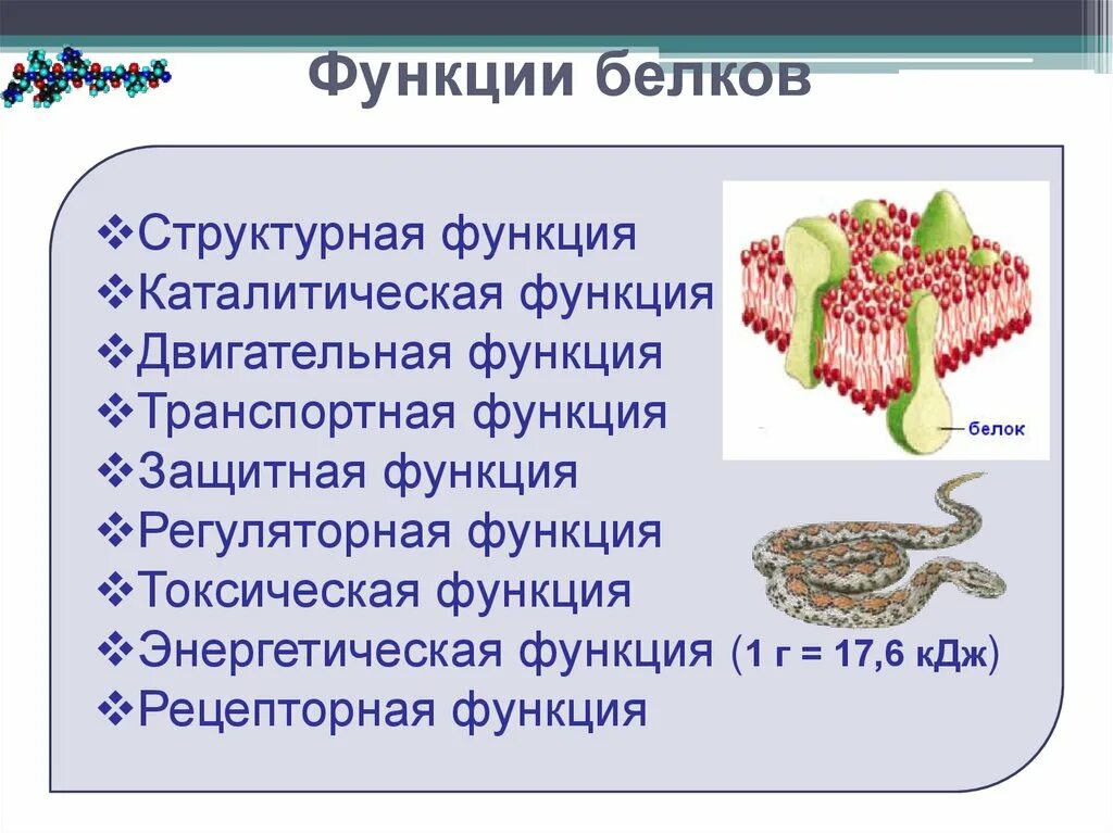 Белки механическая функция. Структурная роль белков. Структурная функция белков. Двигательные белки функции. Белки выполняющие структурную функцию.