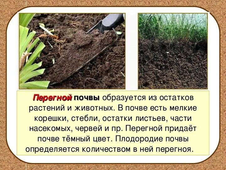 Какие растения любят перегной. Перегной в почве. перегной в почве окружающий мир. почва презентация. что такое почвенный перегной.