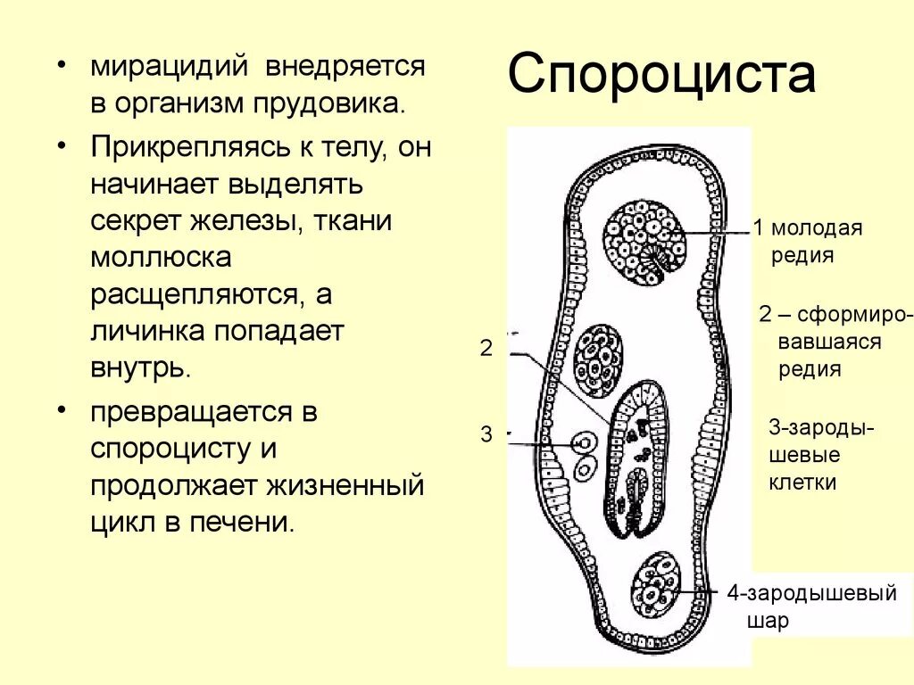 Материнская спороциста печеночного сосальщика. Спороциста церкарий. Спороциста трематод. Мирацидий трематод. Редия это