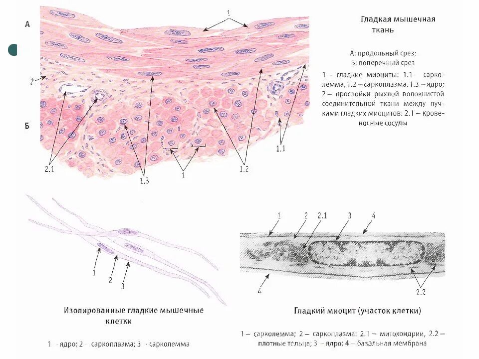 Строение клетки гладкая мышечная ткань. Гладкий миоцит строение гистология. Гладкая мышечная ткань строение. Строение гладкой мышечной ткани гистология. Базальная мембрана гладкой мышечной ткани.