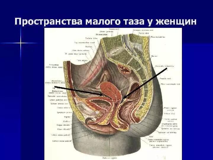 Строение женских органов малого таза спереди. Малый таз топография органов. Малый таз у женщин анатомия. Строение малого таза в разрезе.