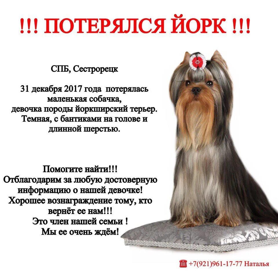 Клички собак мальчиков йоркширский. Йоркширский терьер клички. имена для йоркширского терьера. пропал йоркширский терьер. клички для собак мальчиков йорков.