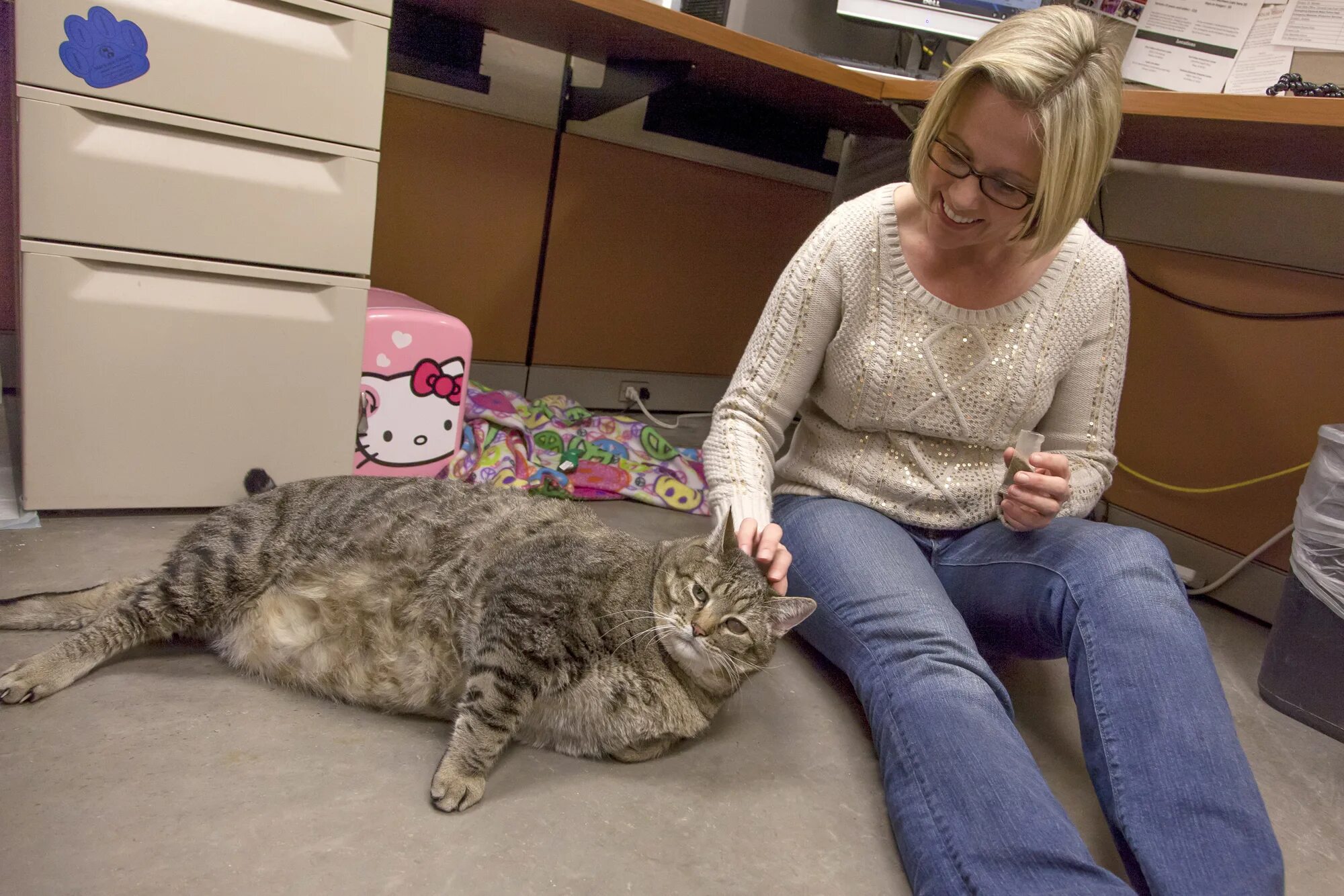 Кошка тяжело. Кот химми 21 кг. Кот химми из Австралии. Самый толстый кот в мире. Самый жирный кот.