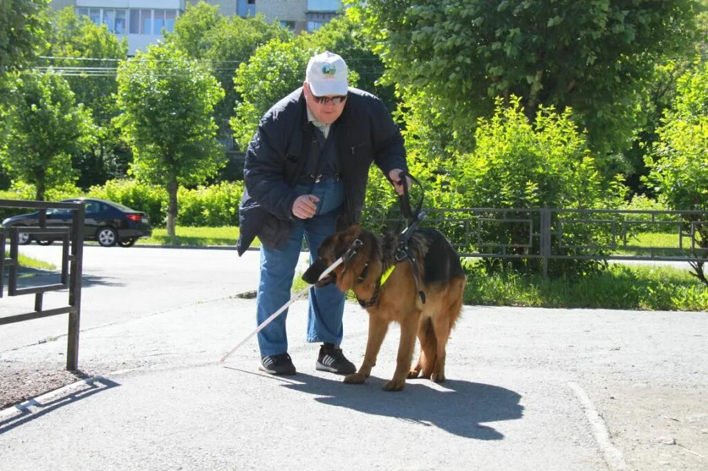 Собаки город александров. Город собак. Хозяин города. Немецкая овчарка ест. Собака на тротуаре.