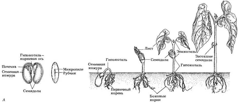 Строение проростка фасоли. Строение ростка фасоли. Проросшее семя гороха схема. Строение проросшего семени. Главный корень зародыша развивается