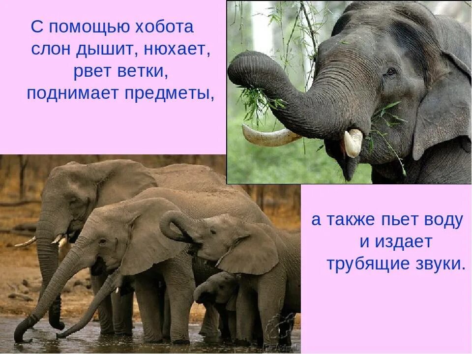 Что умеет делать слон по английски. Что умеют слоны. Слон по английскому языку. Что умеет делать слон. Слон на английском языке.