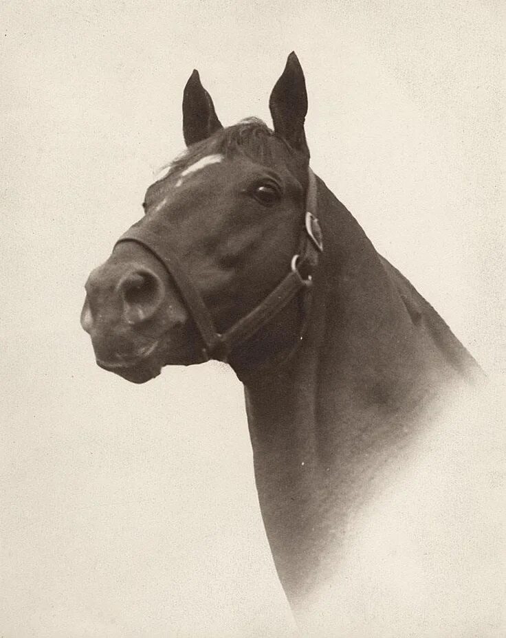 Лошадь 20 века. Секретариат лошадь. One one was a race horse. Голова скаковой лошади. Famous horses.