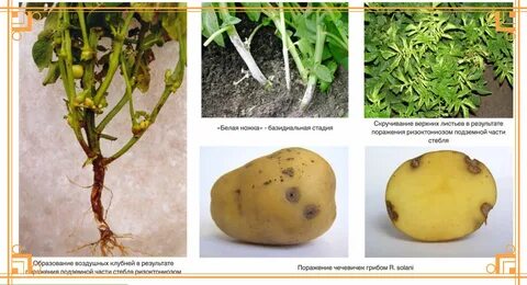 Картофель жирует что делать