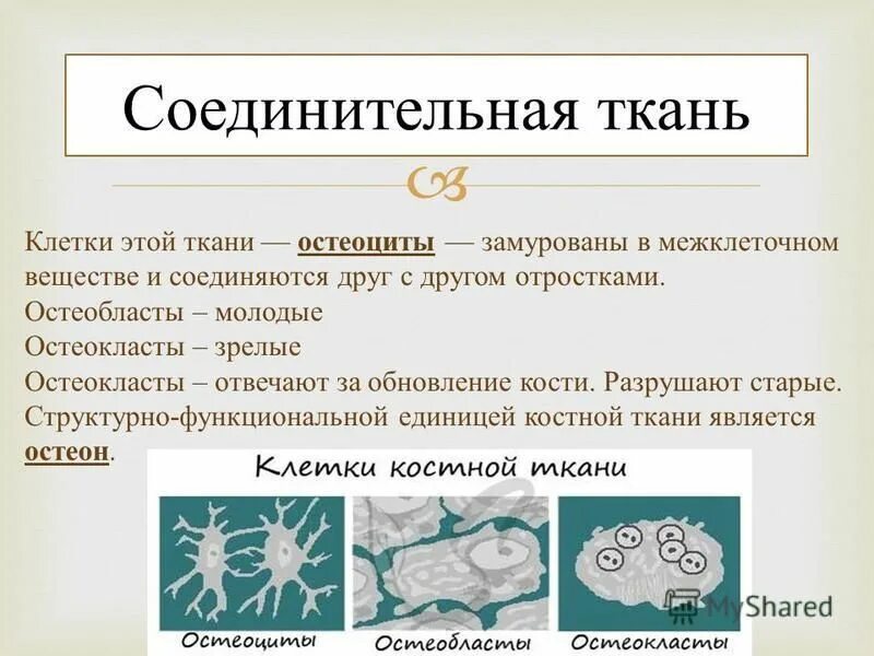 ткани это группа клеток имеющих. функции эпителиальной ткани. группа клеток с сходным строение и выполняющих определенные функции. тканью называют группу клеток имеющих общее происхождение. тканью называют группу клеток имеющих общее происхождение.
