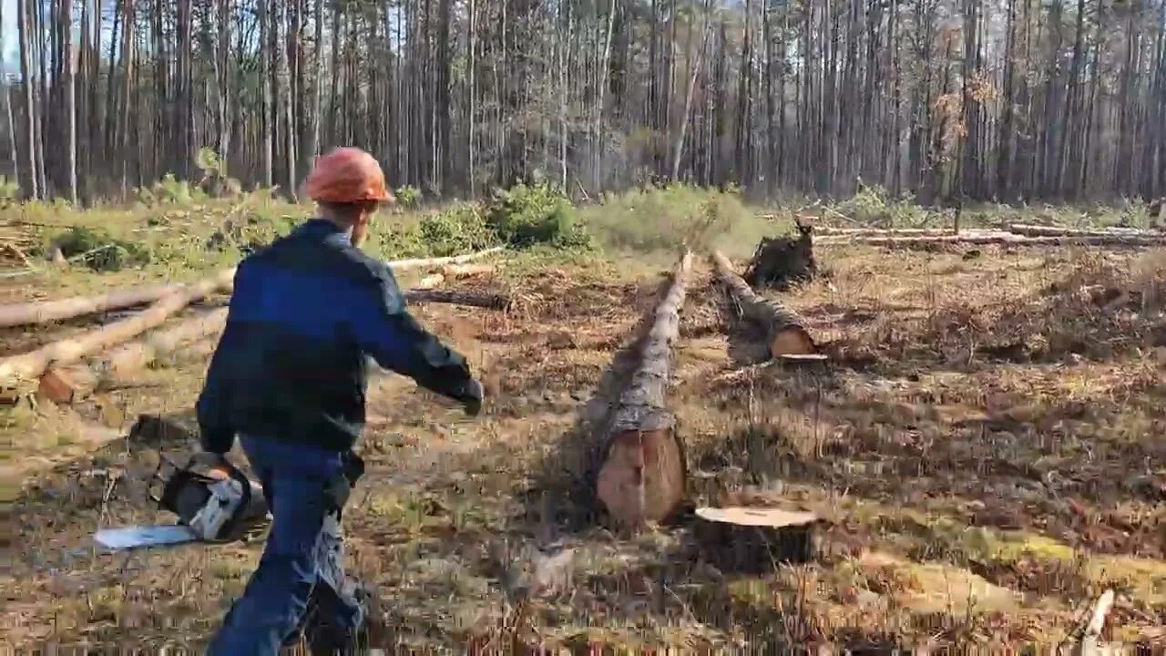 Валка леса. Как валят лес. Валка крупного леса. Чп на валке леса. Валка леса.
