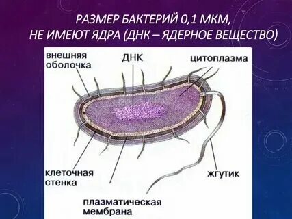 Клетка спутница имеет ядро