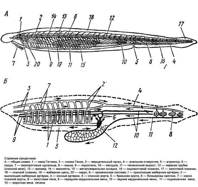 Хордовые на спинной стороне тела. Схема внутреннего строения ланцетника рис 108. Схема внутреннего строения ланцетника. Эндостиль ланцетника. Тотальный препарат ланцетника.